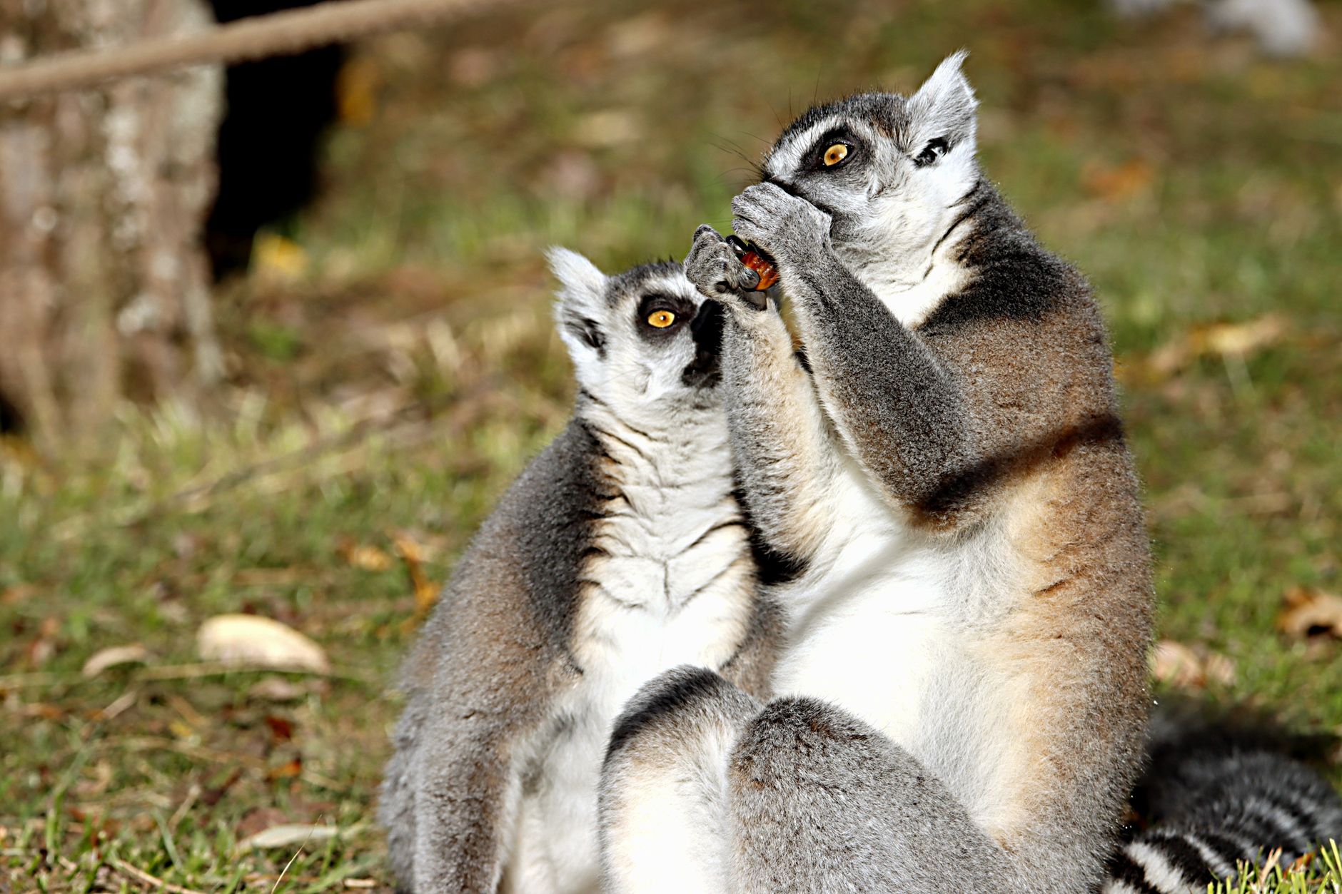 Madagascar, Madagascar