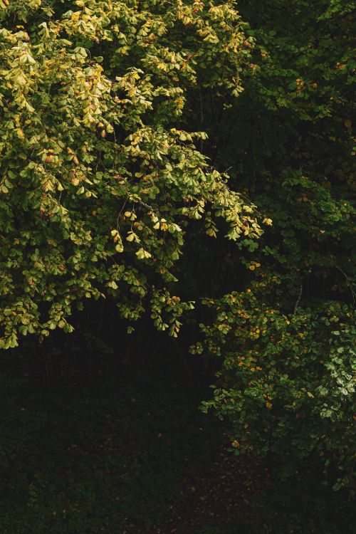 Free Beautiful lush green leaves hanging in a dense, dark forest canopy. Stock Photo