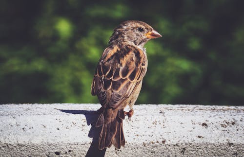 Free Brown Bird Stock Photo