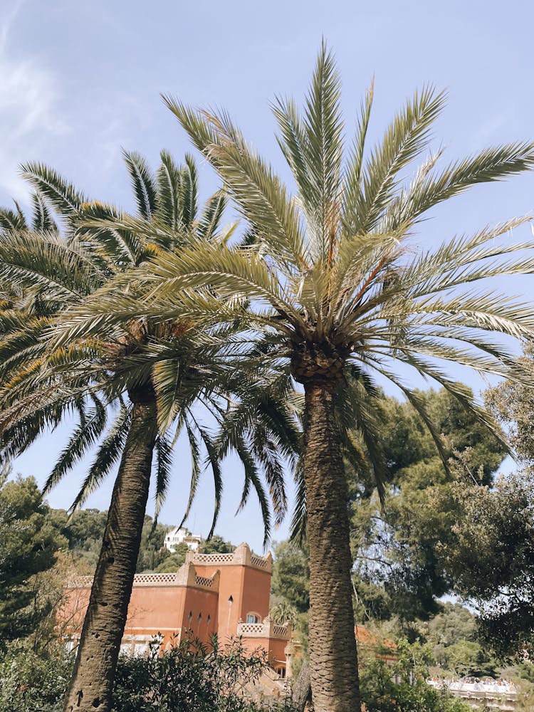 Green Palm Trees Near Brown Concrete Building