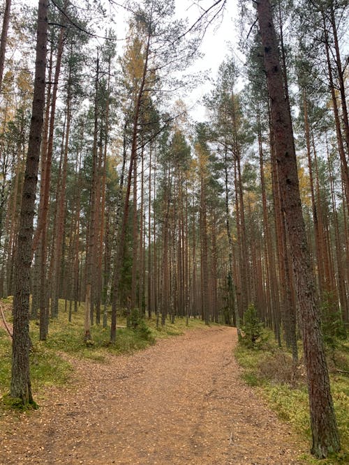 Foto d'estoc gratuïta de a l'aire lliure, arbres, baguls