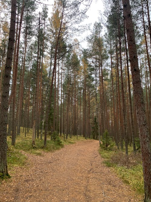 Photo of Unpaved Pathway surrounded by Trees