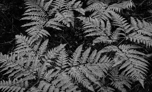 고사리 식물의 회색조 사진