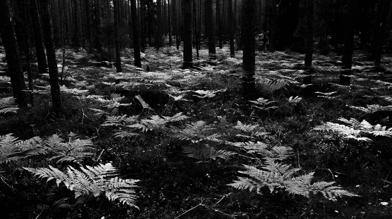 a serene black and white image depicting a dense forest with ferns on