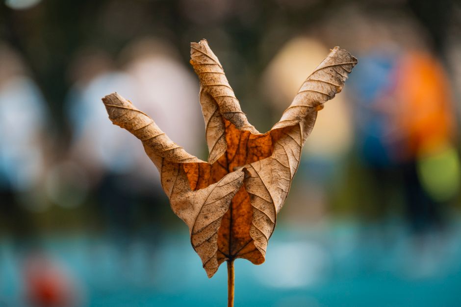 Artistic close-up of a dry, curled leaf against a blurred background.
