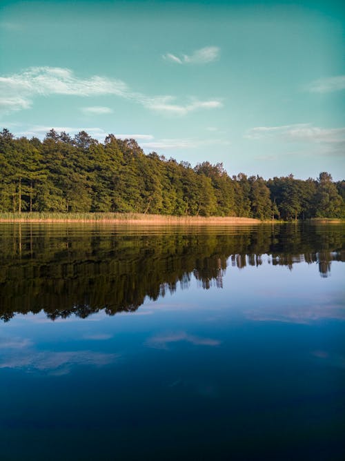 Free Forest And Calm Water Stock Photo