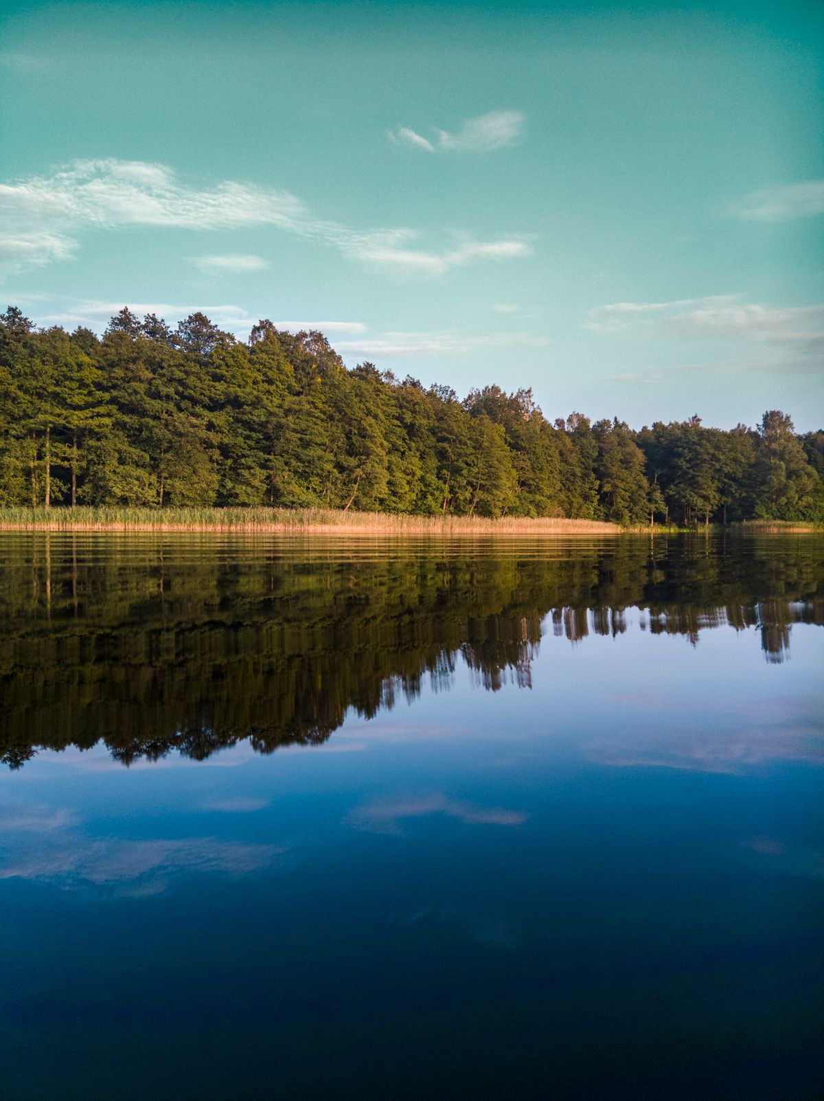 Calm pine forest reflected in still water — Swedish summer at 22°C, a world away from the Mediterranean heat