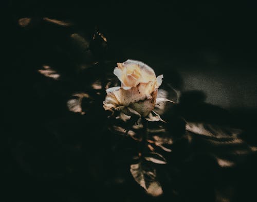 Free White Flower Stock Photo