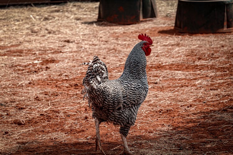 Cuckoo Maran Chicken On The Ground