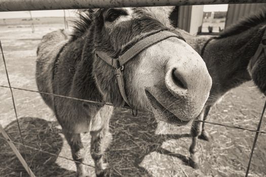 A humorous black and white photo of a curious donkey with its head through a fence on a rural farm.