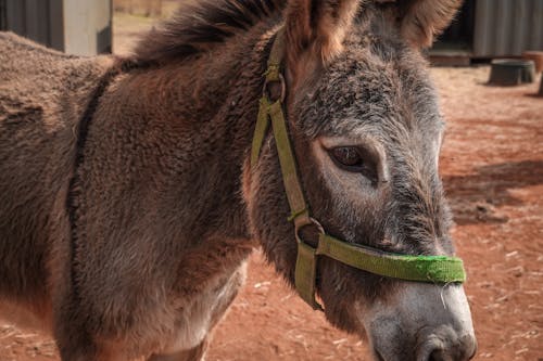 Donkey in Close Up Photography