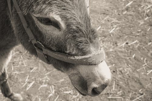 Grayscale Photo of a Donkey with Halter
