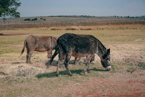 Безкоштовне стокове фото на тему «віслюки, мулів, поле»