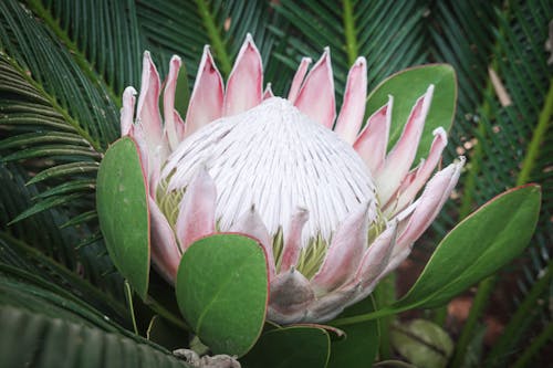 Gratis lagerfoto af blomst, konge protea, kronblad