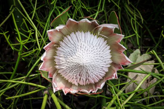 Detailed close-up of a blooming King Protea flower surrounded by green foliage, showcasing nature's beauty.