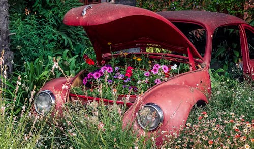 Flowers Growing out of a Vintage Volkswagen Beetle