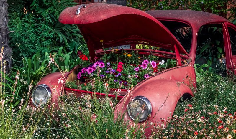 How to Get Rid of Japanese Beetles