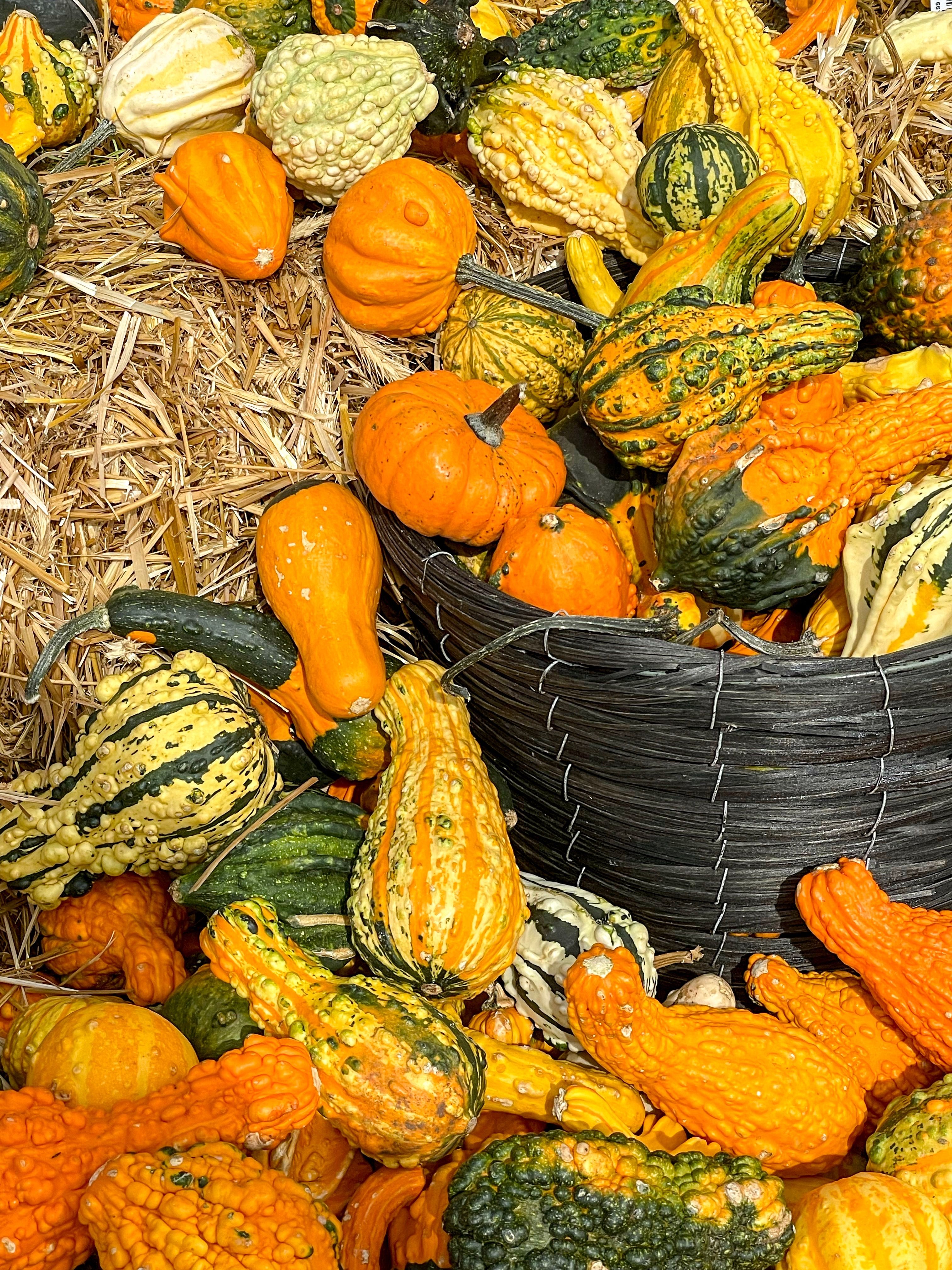 Colorful assortment of decorative gourds and pumpkins in a rustic setting. Perfect for fall decor.