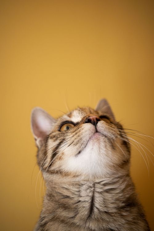 Free Adorable cat portrait looking up, set against a vibrant yellow studio backdrop. Stock Photo