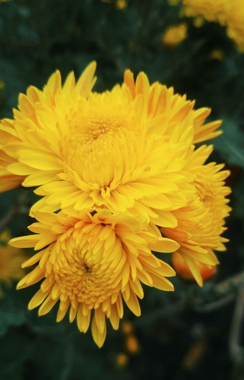 Free Close-up of vibrant yellow chrysanthemums in full bloom, showcasing delicate petals. Stock Photo