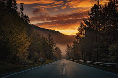 A Road Between Trees during Sunset