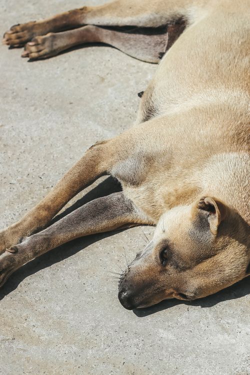 Free 狗狗 Stock Photo