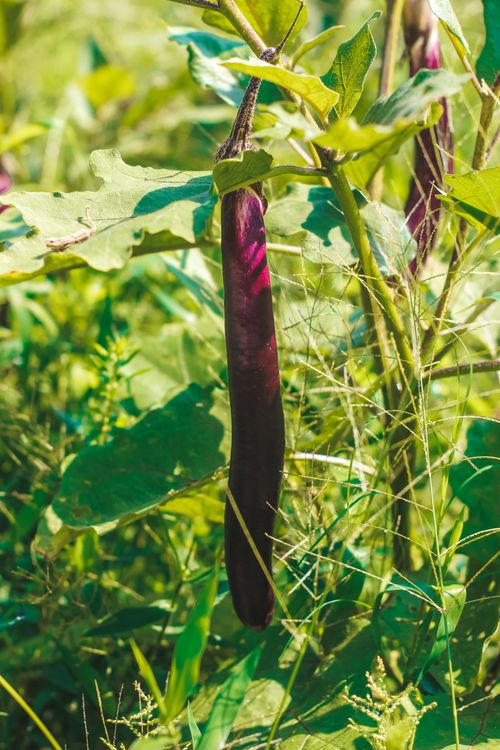 Free 蔬菜 Stock Photo