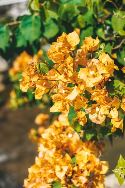 Free 鲜花 Stock Photo