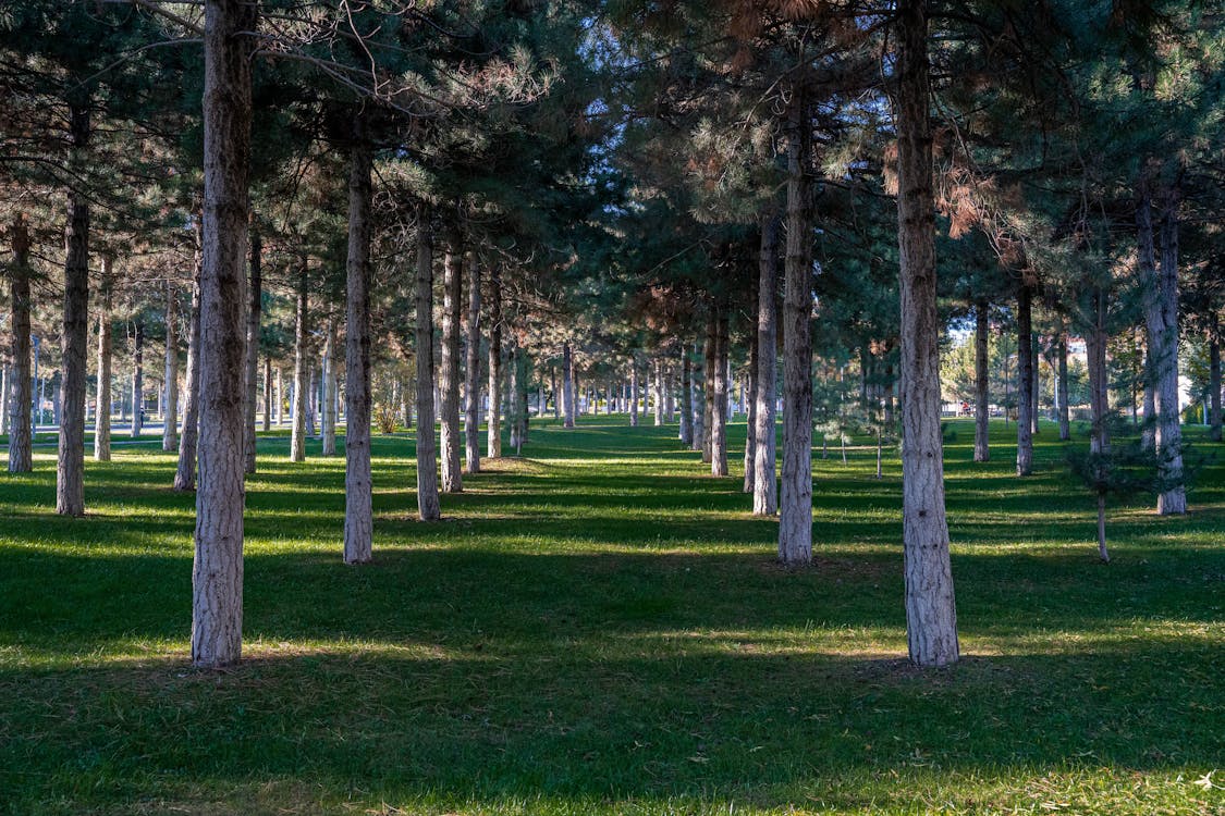 Green Trees in the Forest