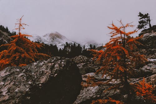 Mountain Surrounded By Trees