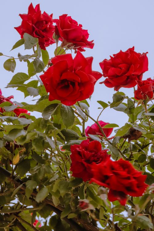 Free A close-up of vivid red roses in full bloom against a clear blue sky in a Paris garden. Stock Photo