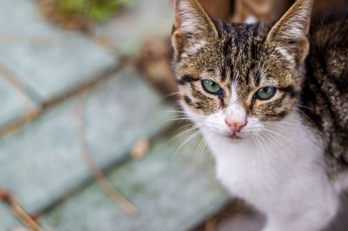 Free Close-up of a cute tabby cat with green eyes looking directly at the camera. Stock Photo