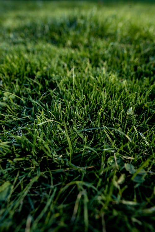 grass and green