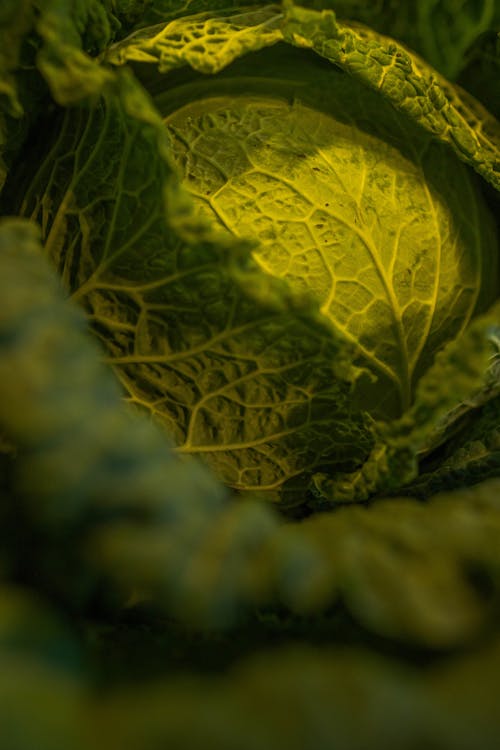 Close Up Shot of a Cabbage