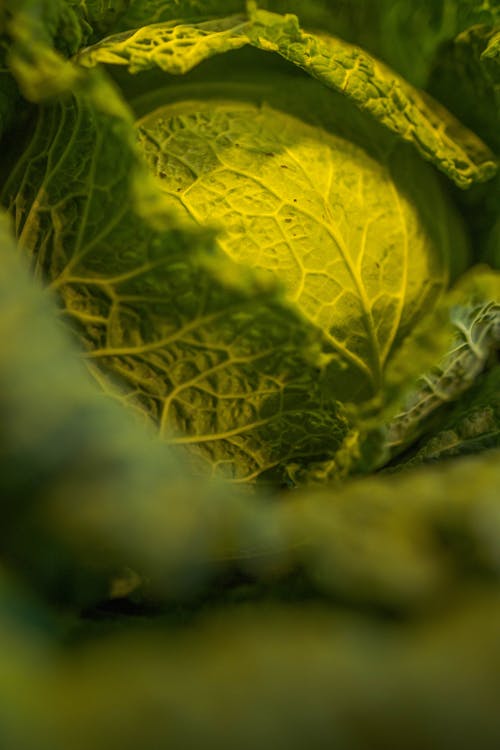 Cabbage close up 