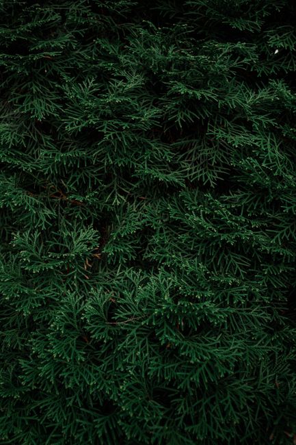 Close-up of dark green evergreen foliage providing a lush natural texture.
