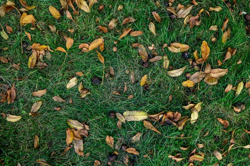 Fallen Leaves on Green Grass