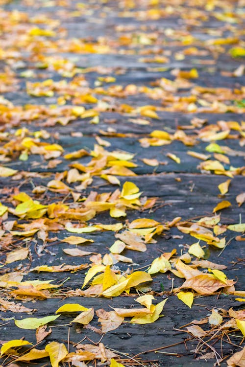 Yellow and Brown Leaves on the Ground