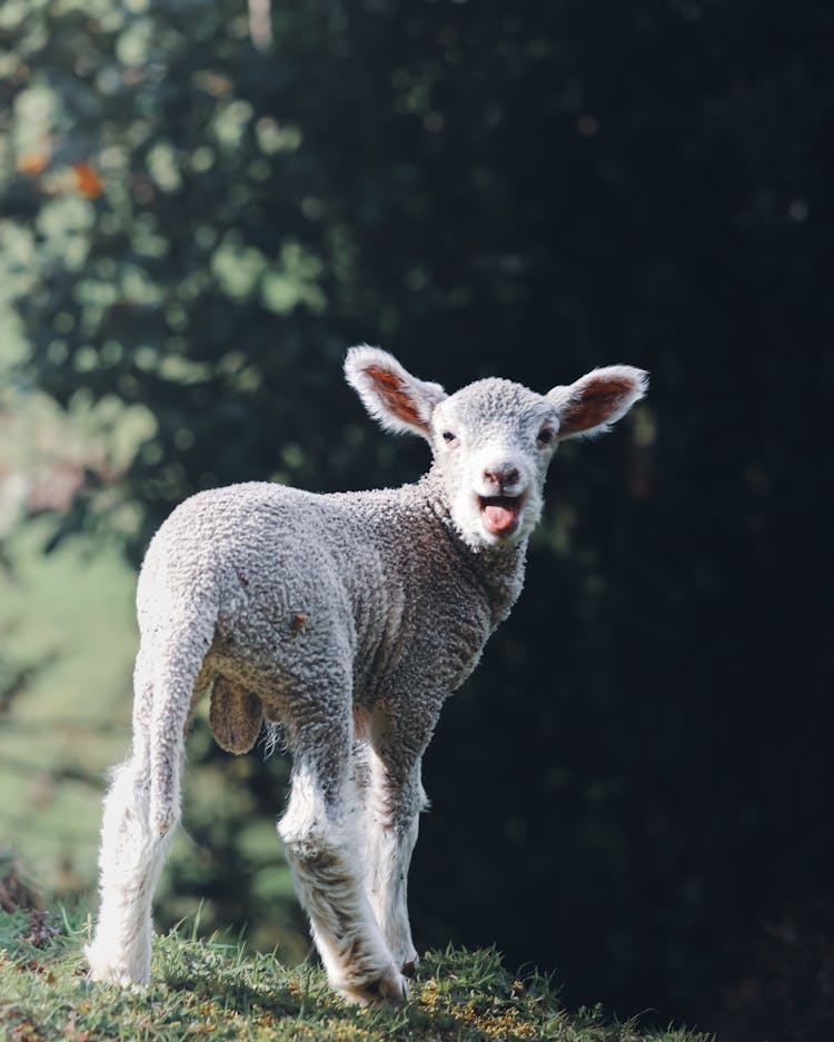 A Cheerful Lamb Sticking Out Its Tongue