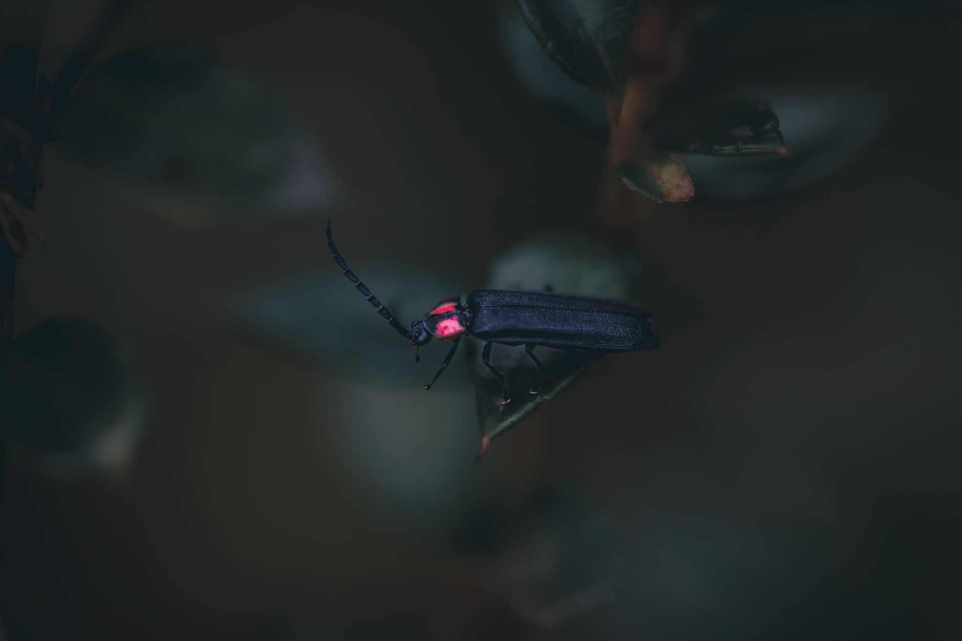 Adobe Firefly vs Midjourney: Which AI Image Tool Is Better in 2027?