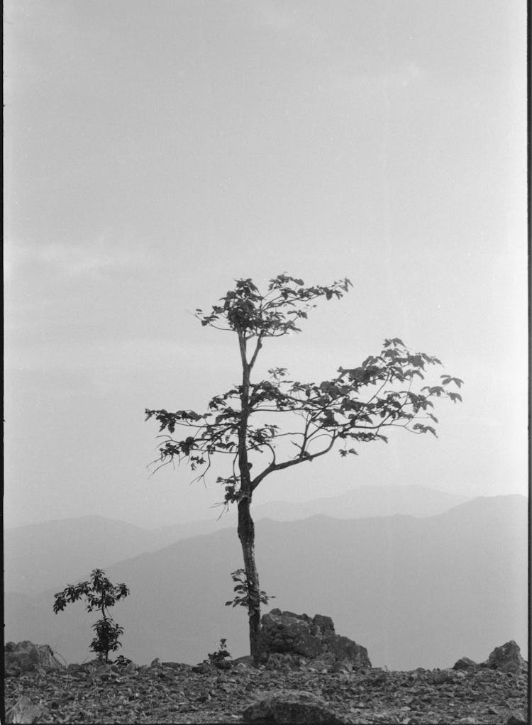 Tree In Mountains