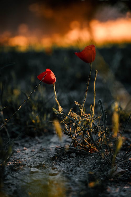 Flowering Plant with Red Blooming Flowers
