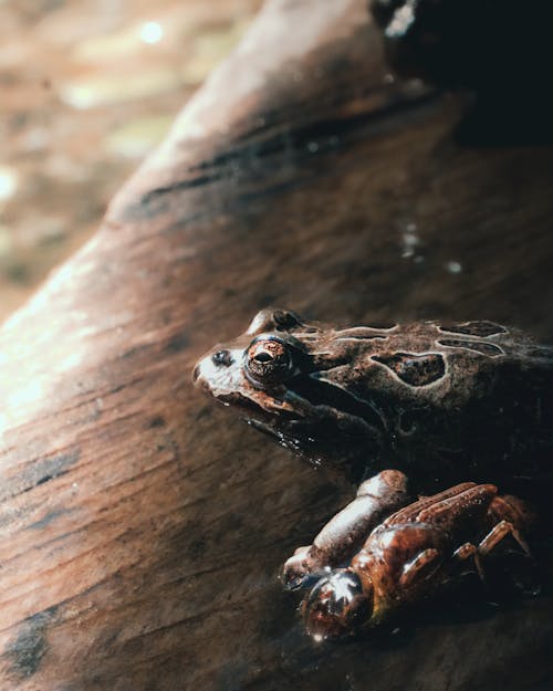 Frog and Insect on Brown Wooden Surface