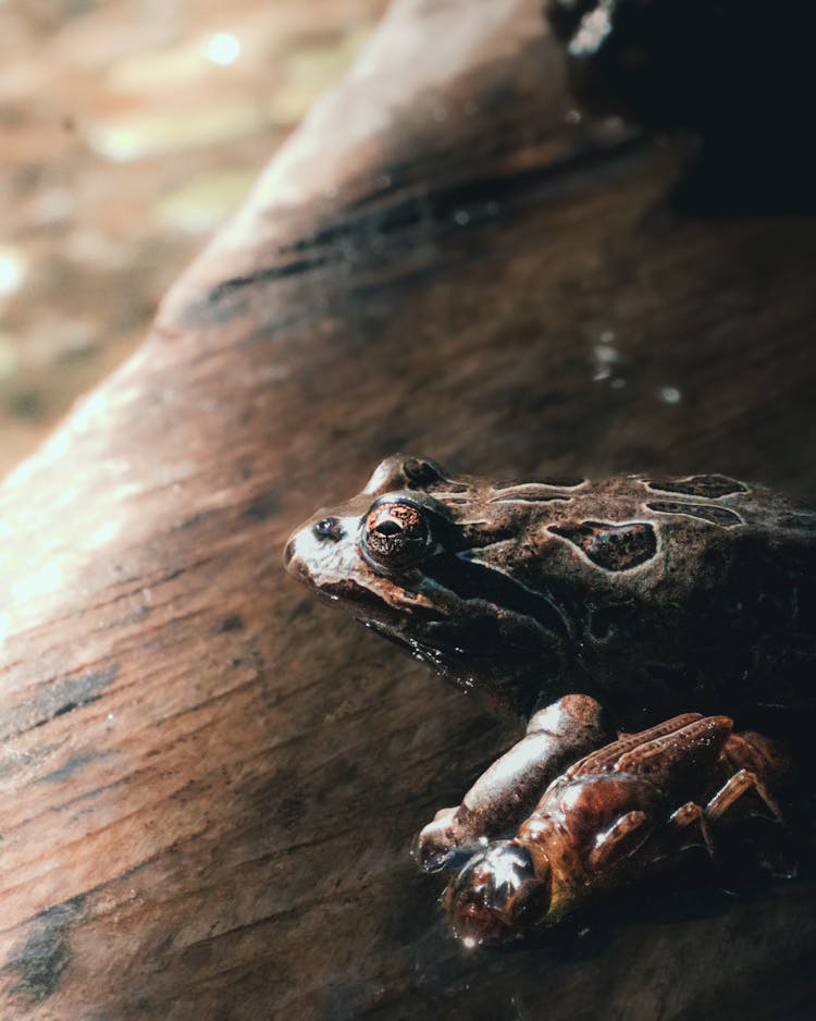 Frog And Insect On Brown Wooden Surface