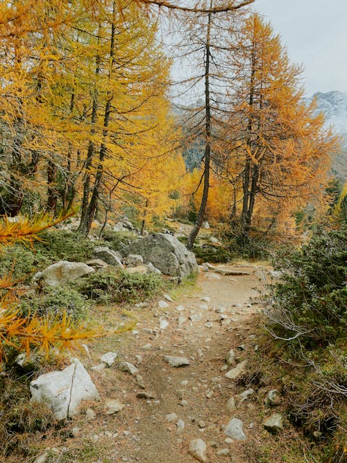 Immagine gratuita di alberi, autunno, boschi