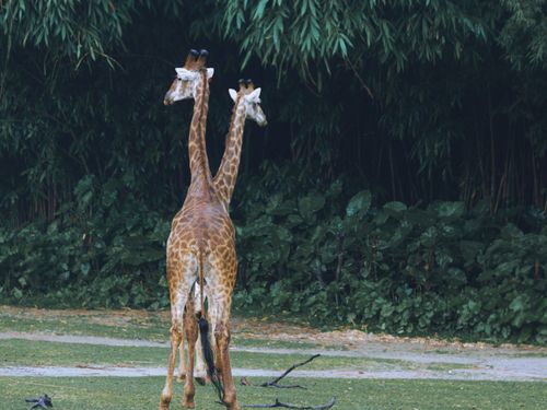 Free Two giraffes side by side in front of dense green foliage, creating a picturesque wildlife scene. Stock Photo