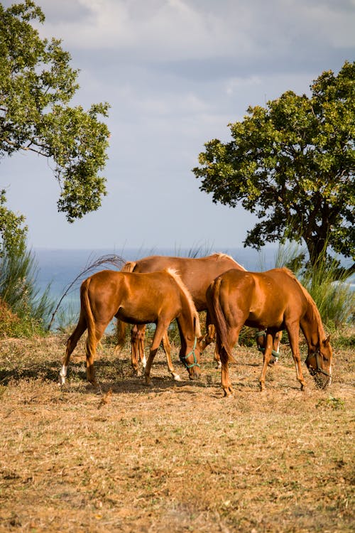 Brown Horses Standing Near Green Trees
