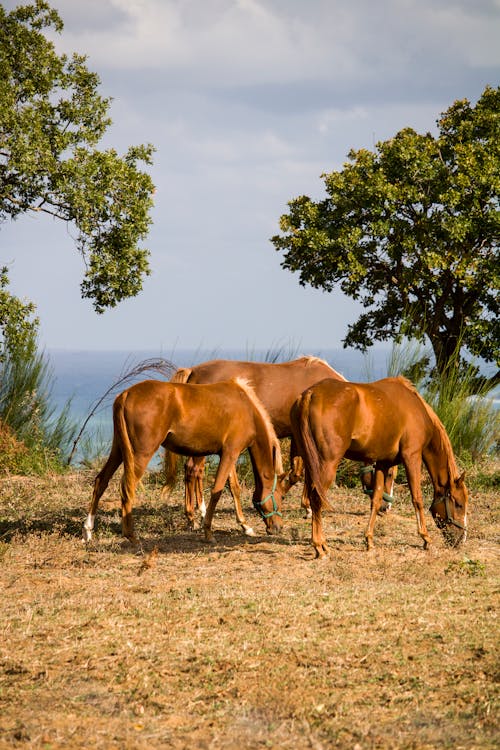 Foto d'estoc gratuïta de animals de granja, bestiar, cavalls