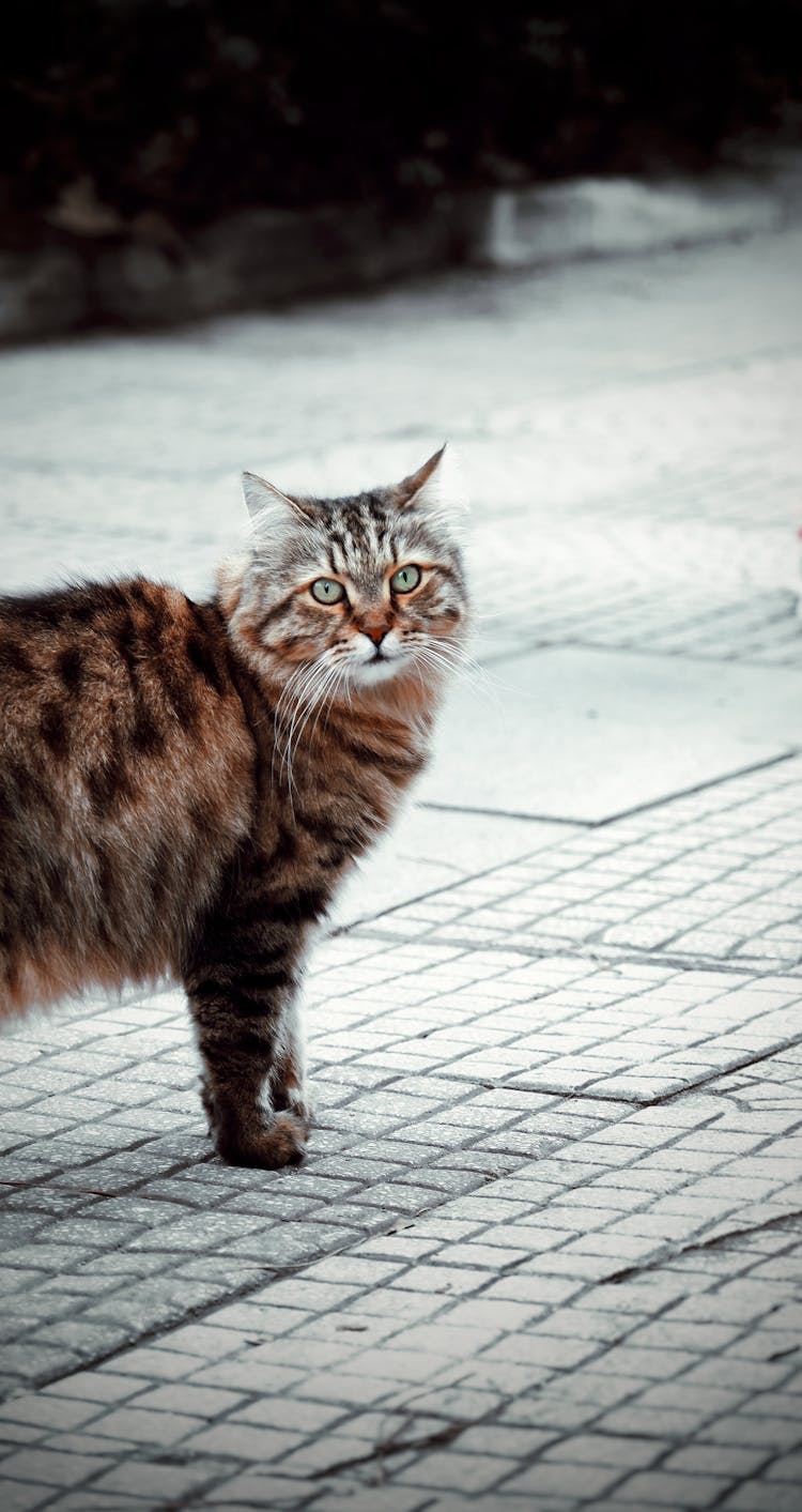 Brown Tabby Cat On White Snow