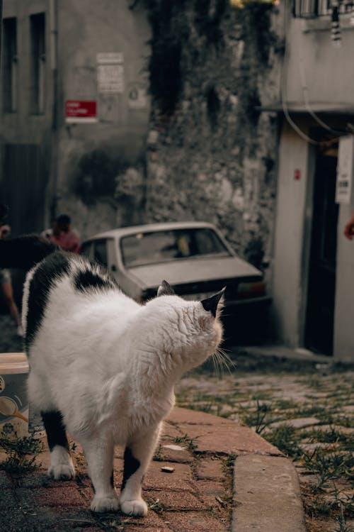 White Cat on a Sidewalk